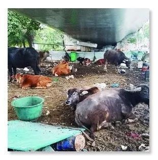 公路新功能？探索路面與圍欄外的畜牧可能