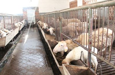 畜牧業(yè)抗雪防寒技術(shù)指南 家畜科學(xué)飼養(yǎng)與越冬管理